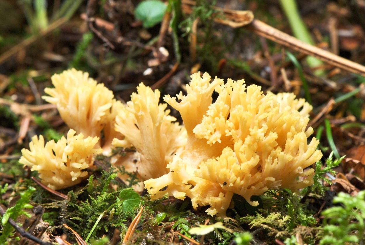 Рамария желтая