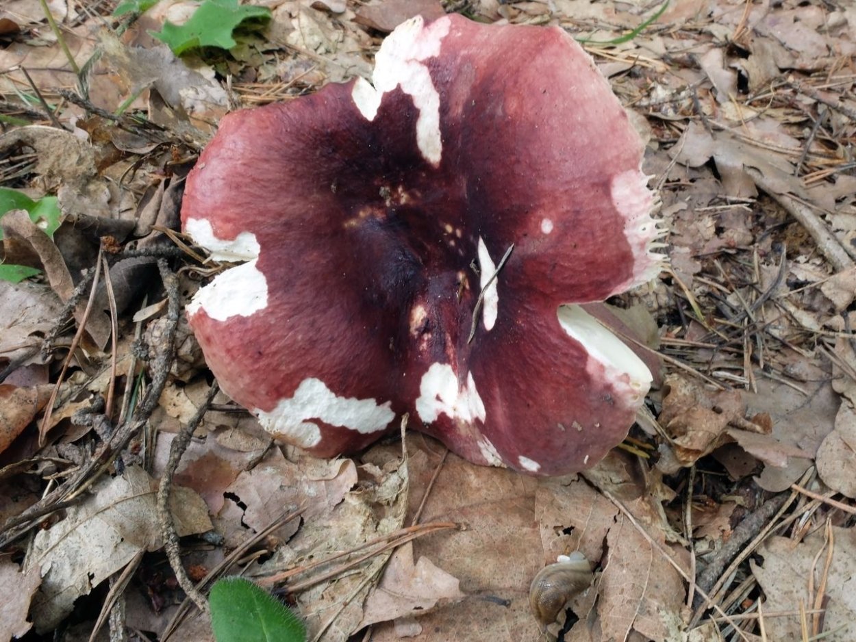 Сыроежка пурпурно-коричневая