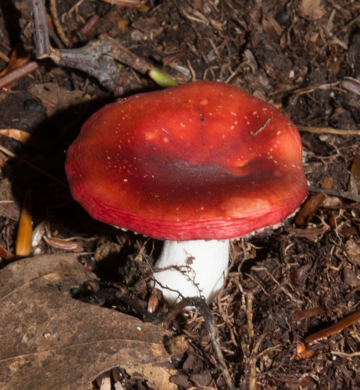 Сыроежка жгучеедкая (Russula emetica)