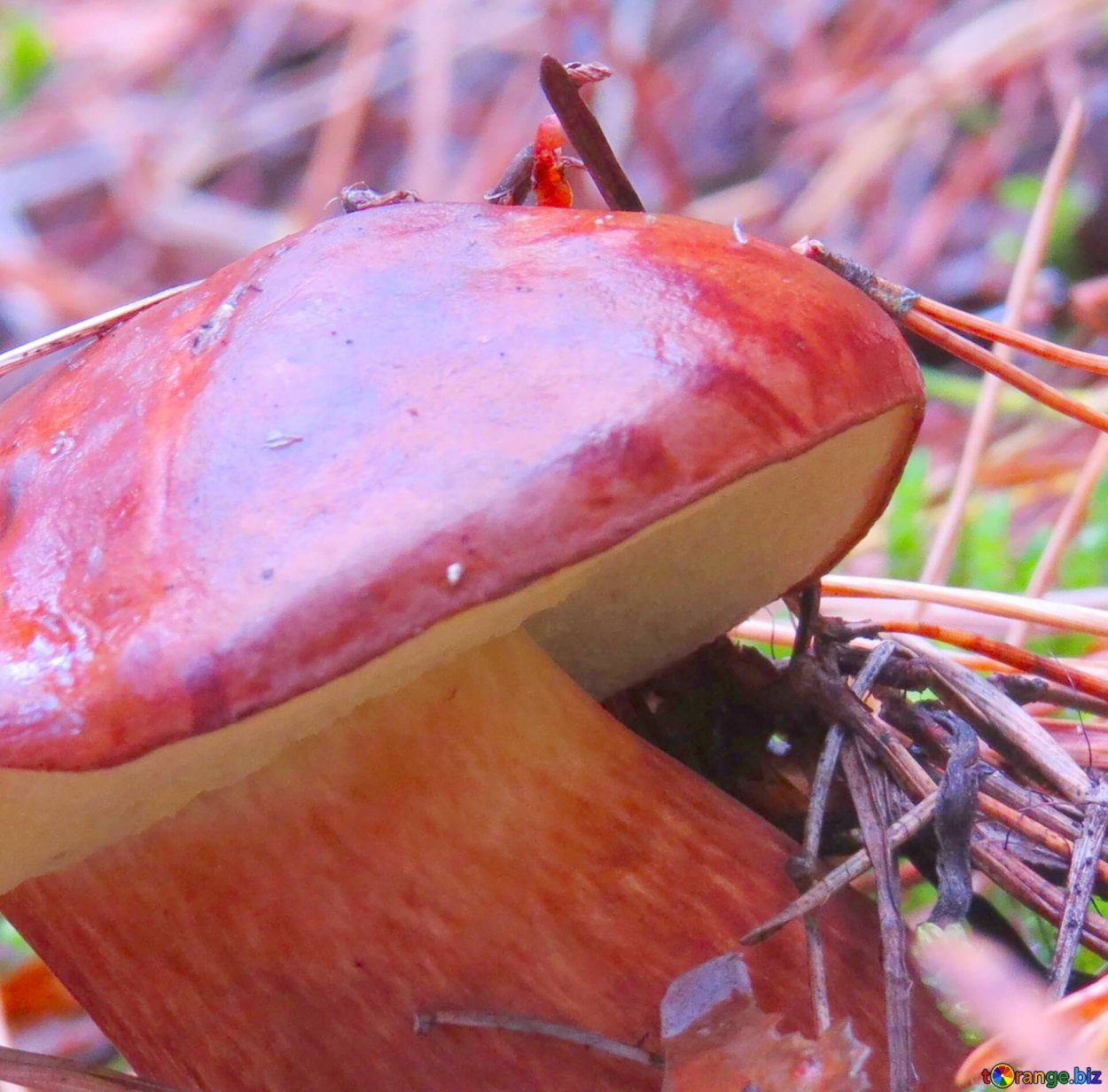 Гриб с темно красной шляпкой