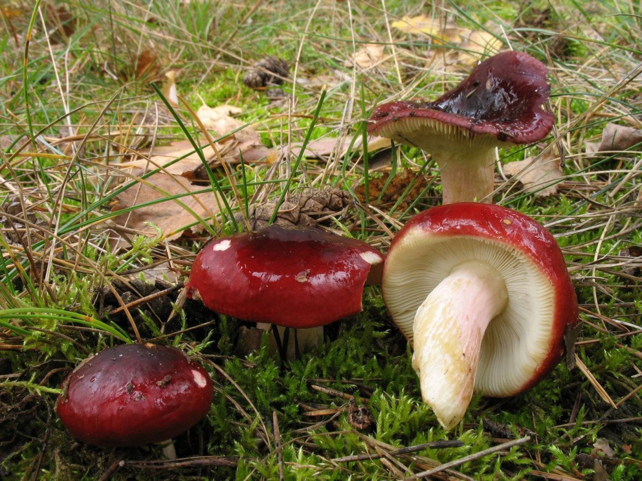 Сыроежка буреющая Russula xerampelina