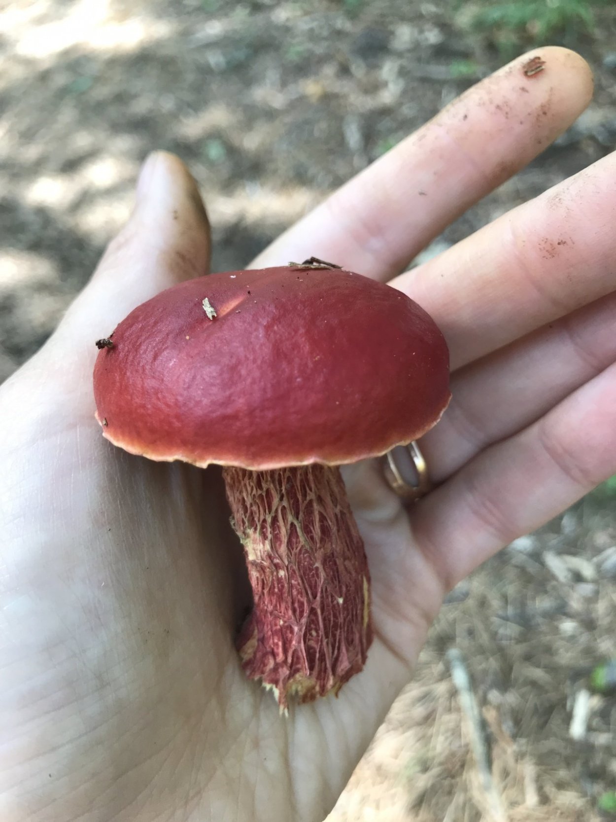 Боровик пластинчатый гриб