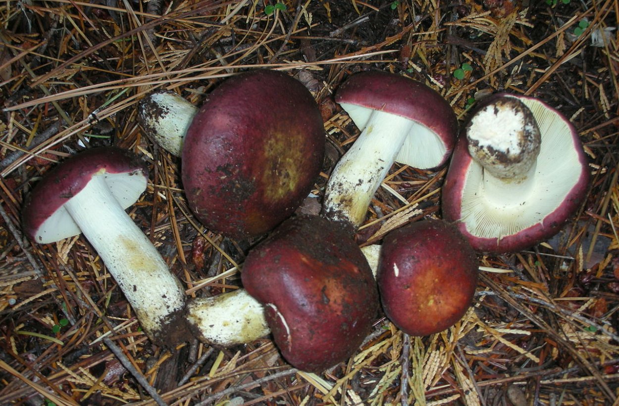 Сыроежка буреющая Russula xerampelina