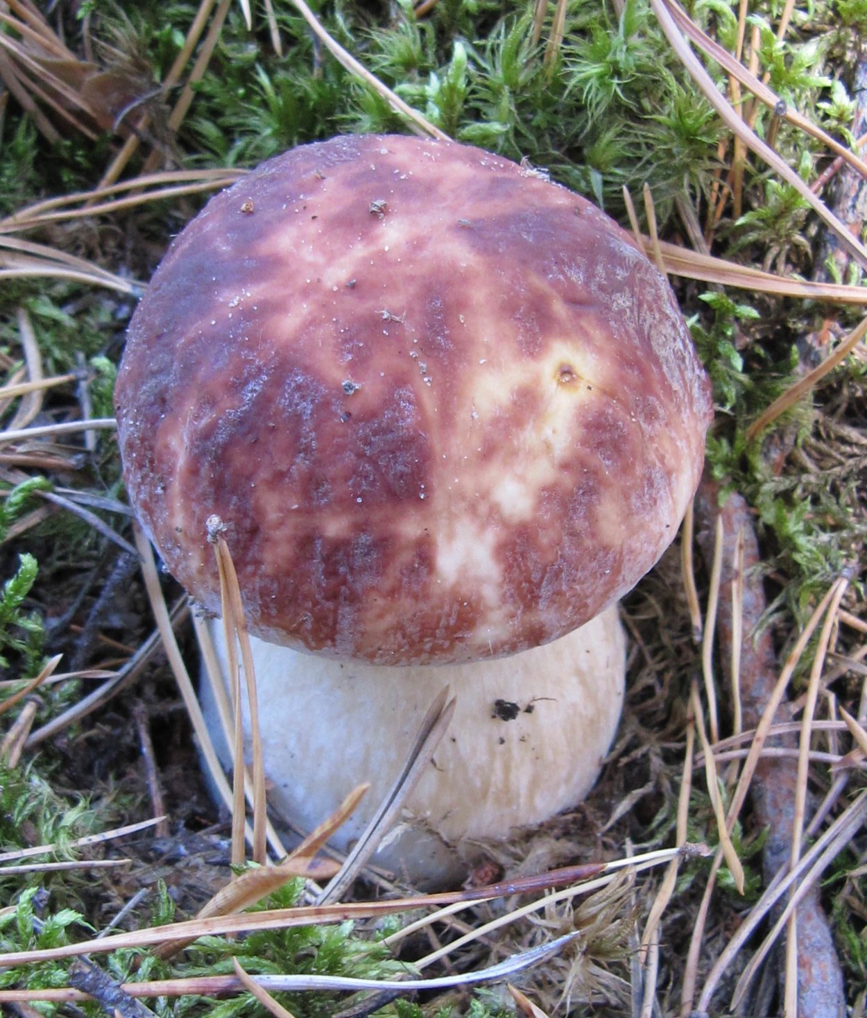 Боровик гриб с сиреневой шляпкой