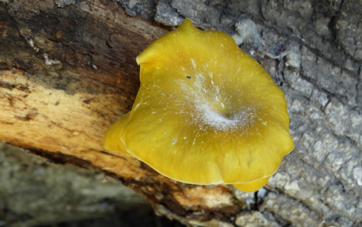 Грибы вешенка ильмак