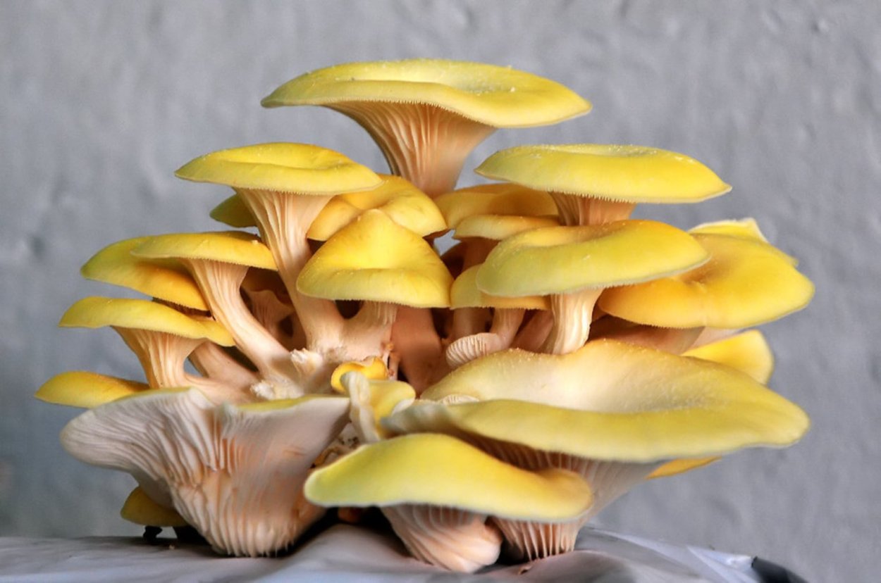 Вёшенка лимонная (Pleurotus citrinopileatus)