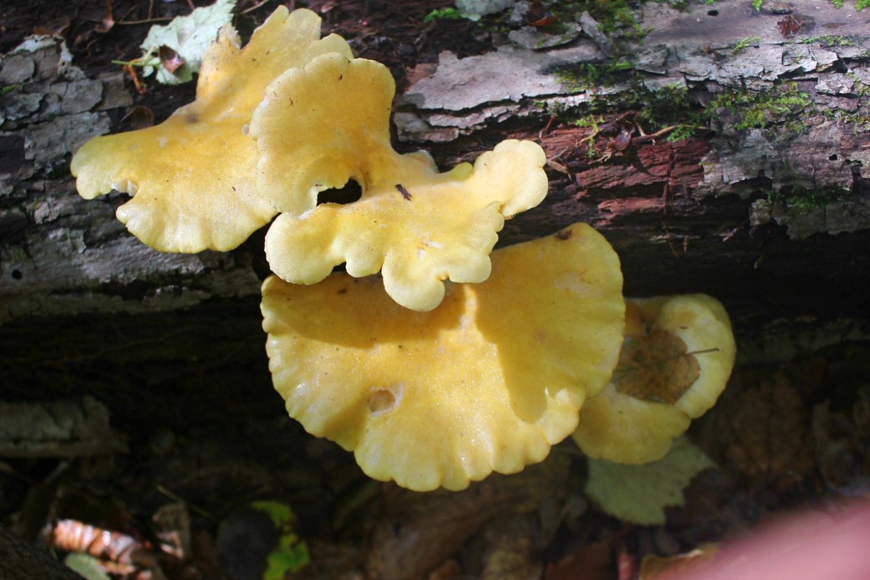 Вешенка лимонно желтая