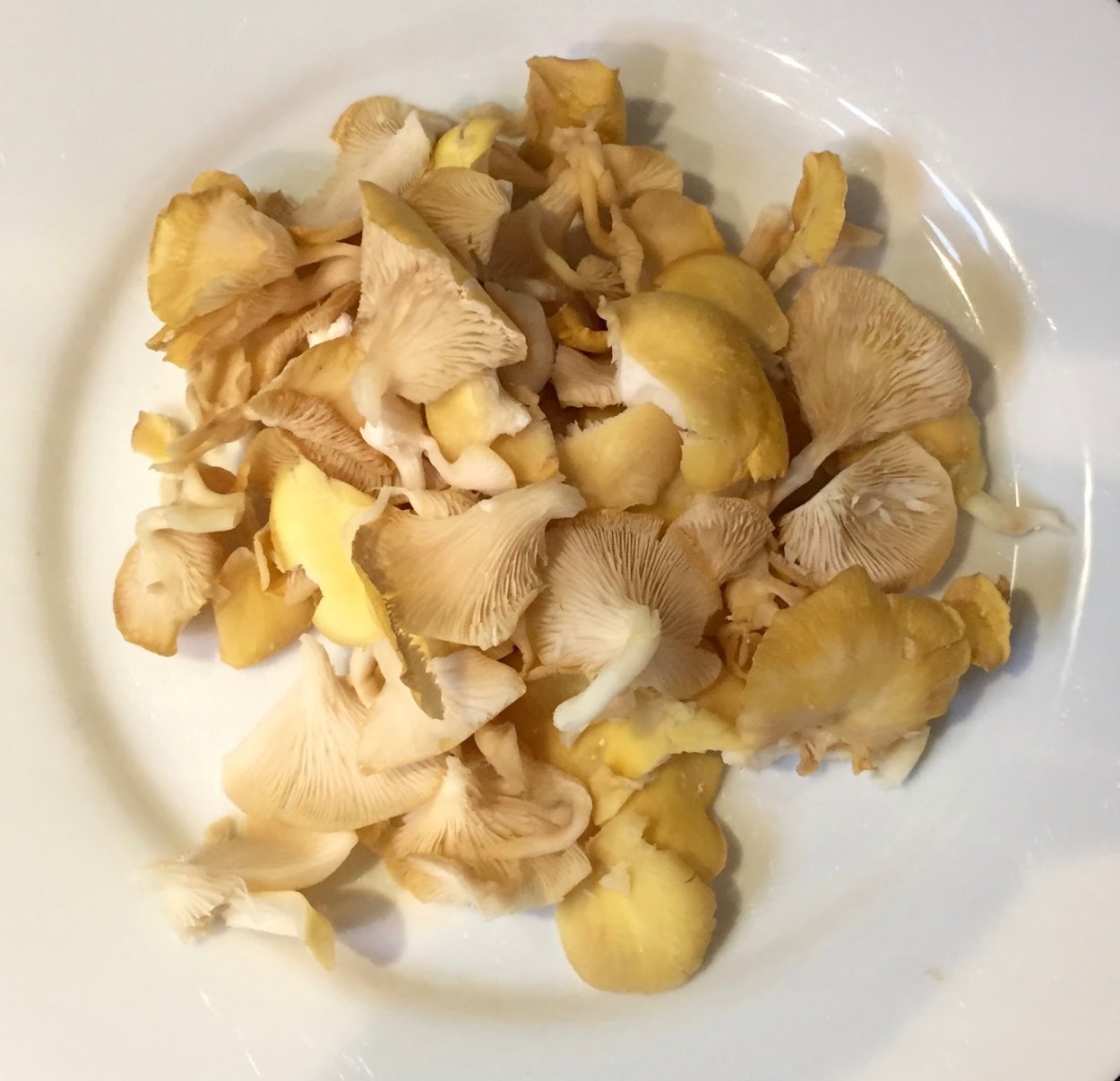 Вешенка ильмак