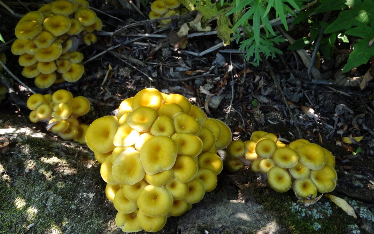 Вешенка лимонная (ильмак)