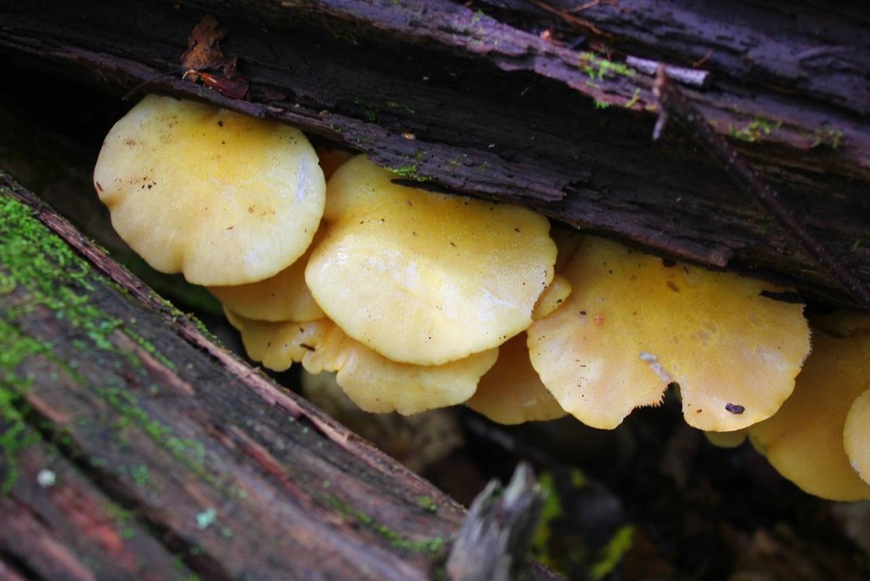 Вешенка лимонная