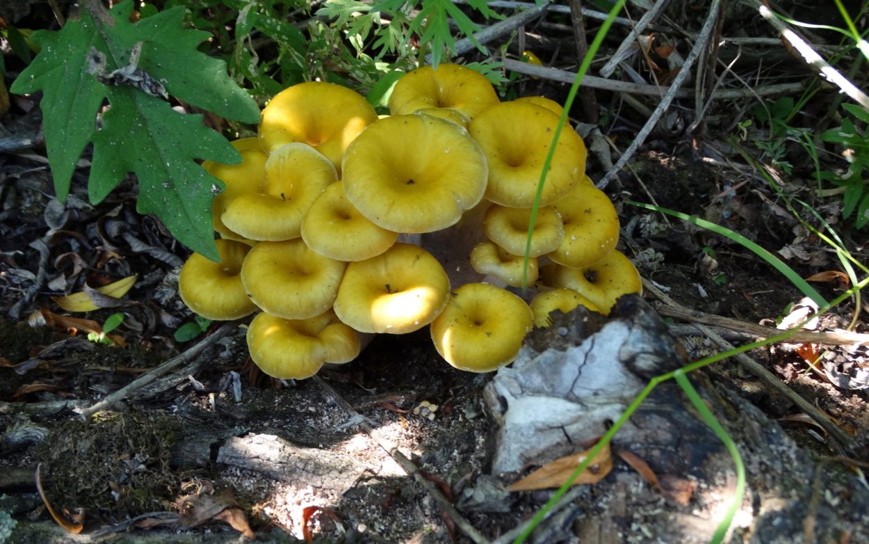 Вешенка лимонная