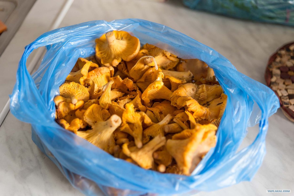 Грибное дерево в опятах