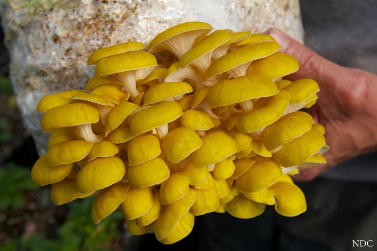 Grey Oyster Mushroom