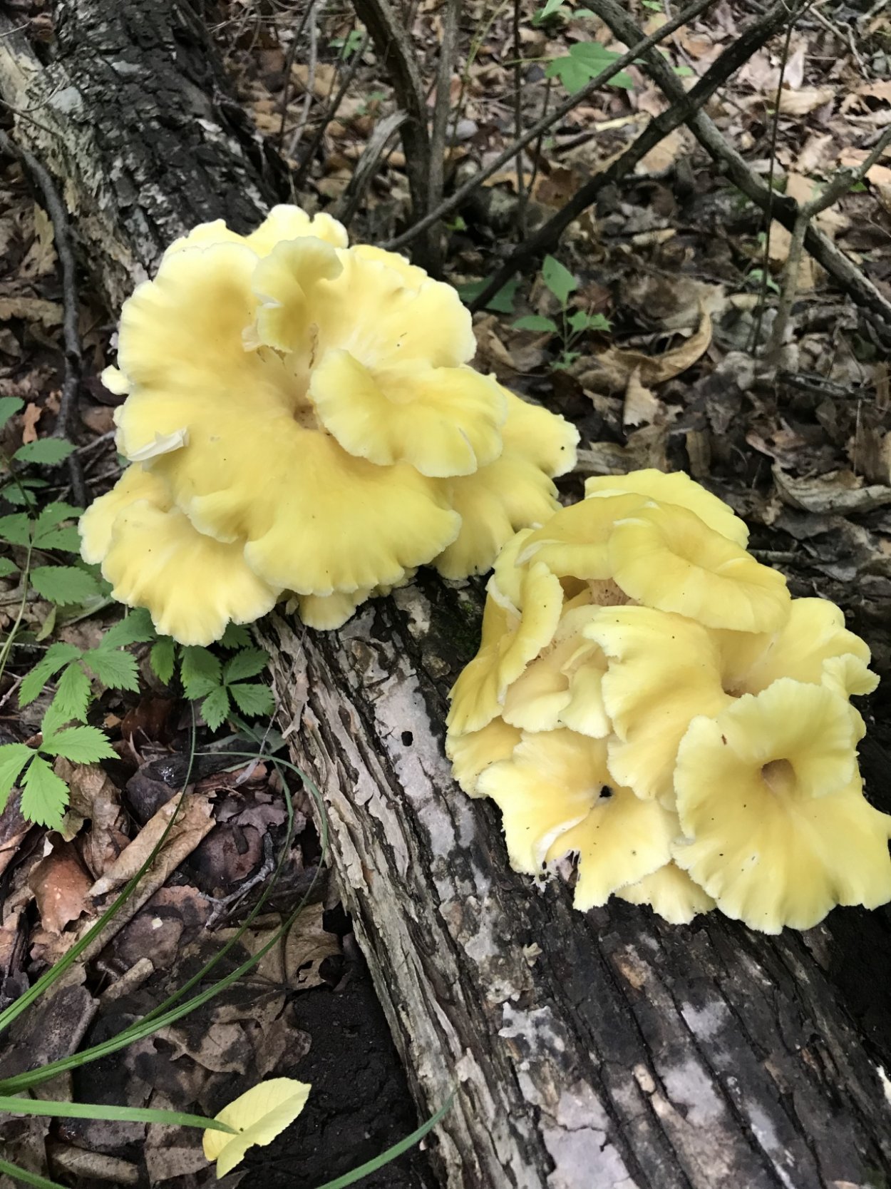 Ильмаки грибы в Приморье