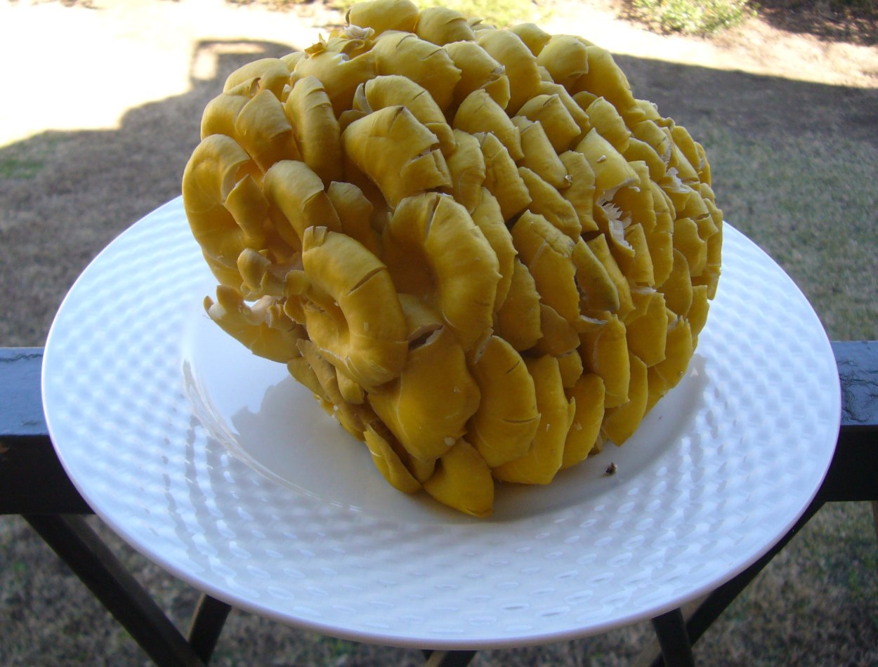 Ильмаки грибы