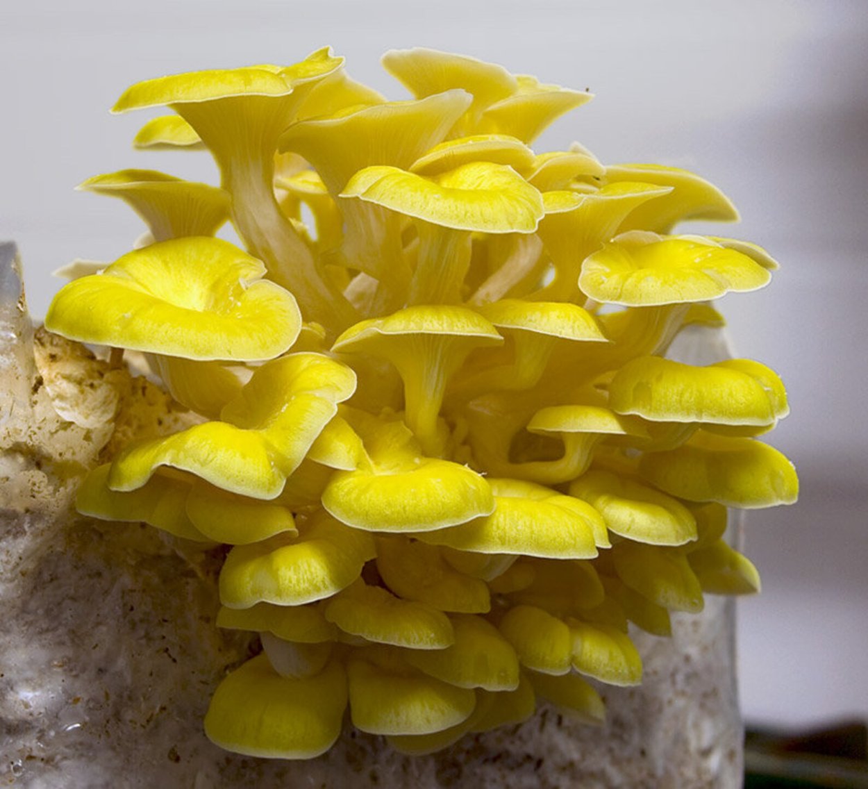 Вёшенка лимонная (Pleurotus citrinopileatus)