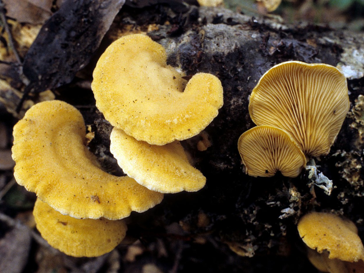 Вешенка лимонная