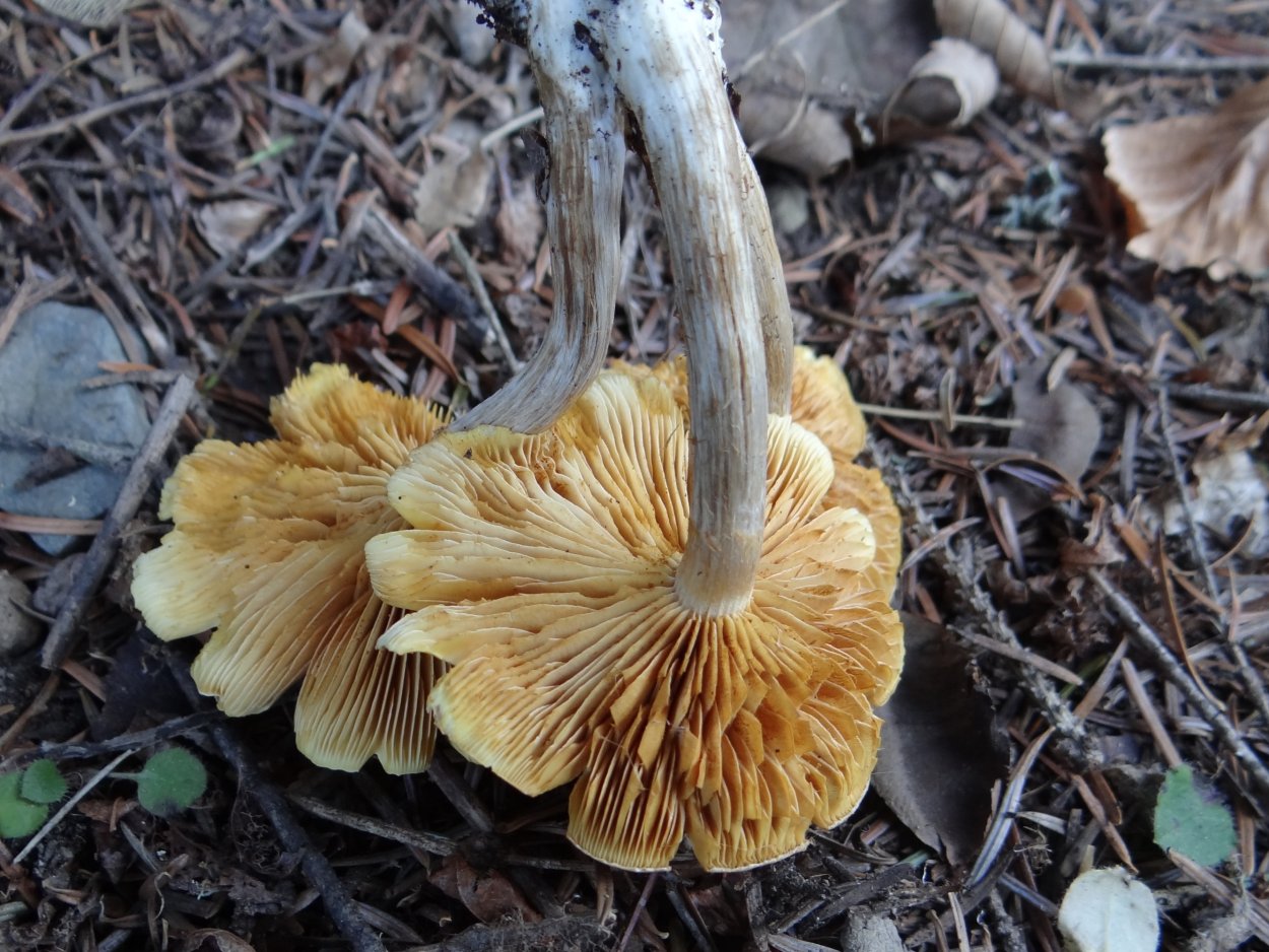 Грибы Киргизии съедобные