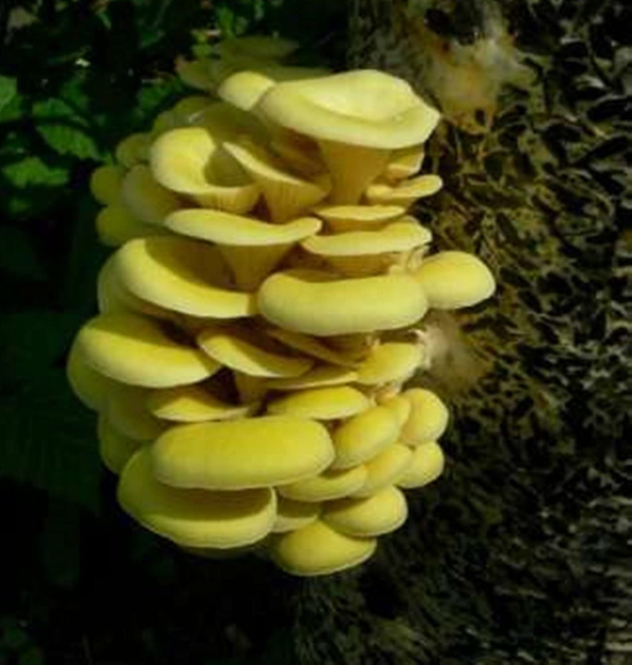 Грибы вешенка ильмак