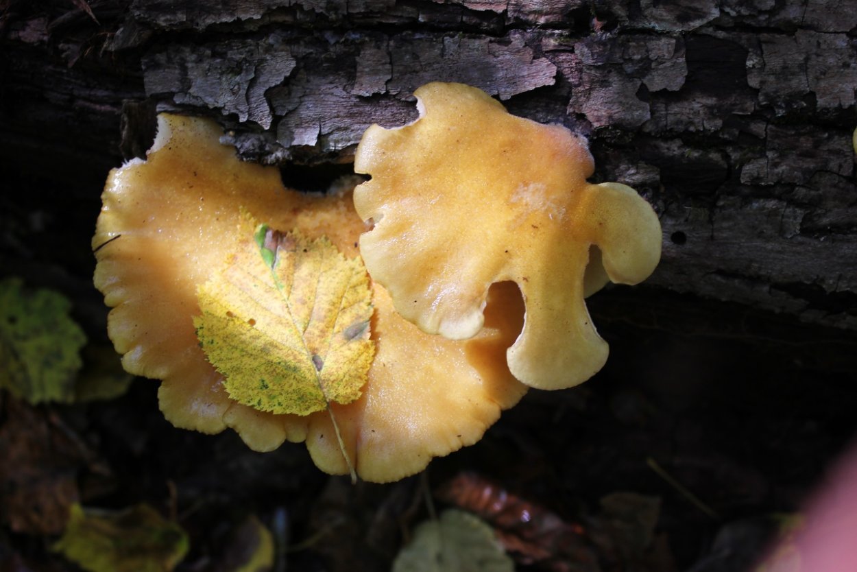 Липовики грибы в Приморском