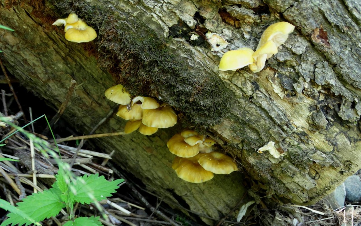 Вёшенка лимонная (Pleurotus citrinopileatus)