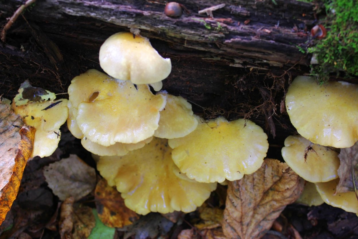 Гриб ильмак Дальневосточный