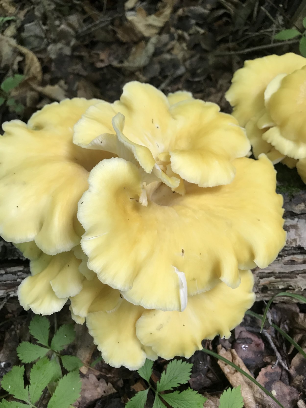 Вёшенка лимонная (Pleurotus citrinopileatus)