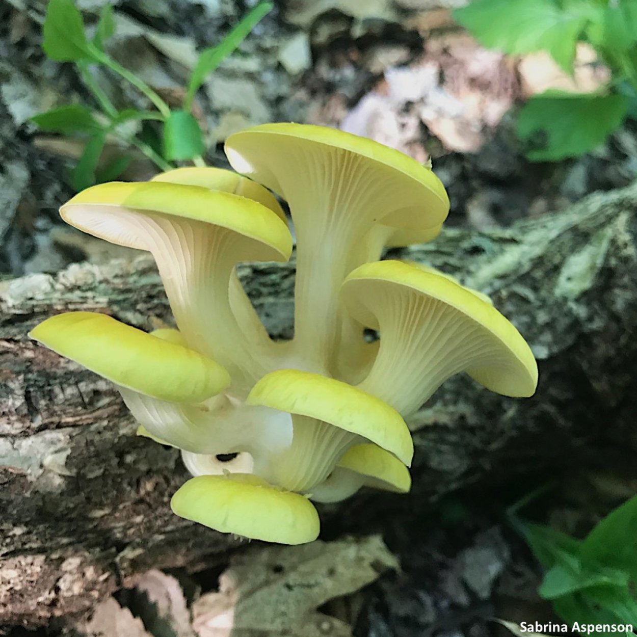 Опёнок осенний