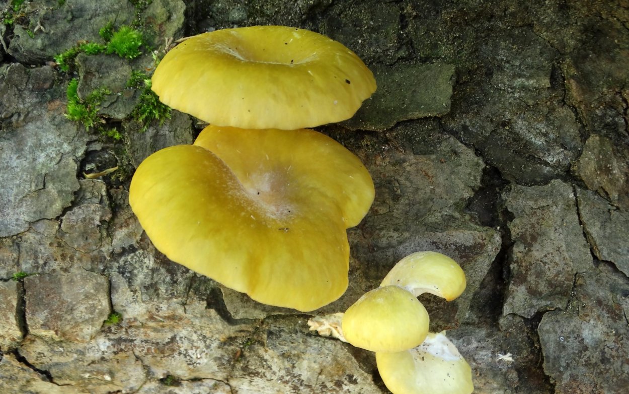 Грибы вешенка ильмак