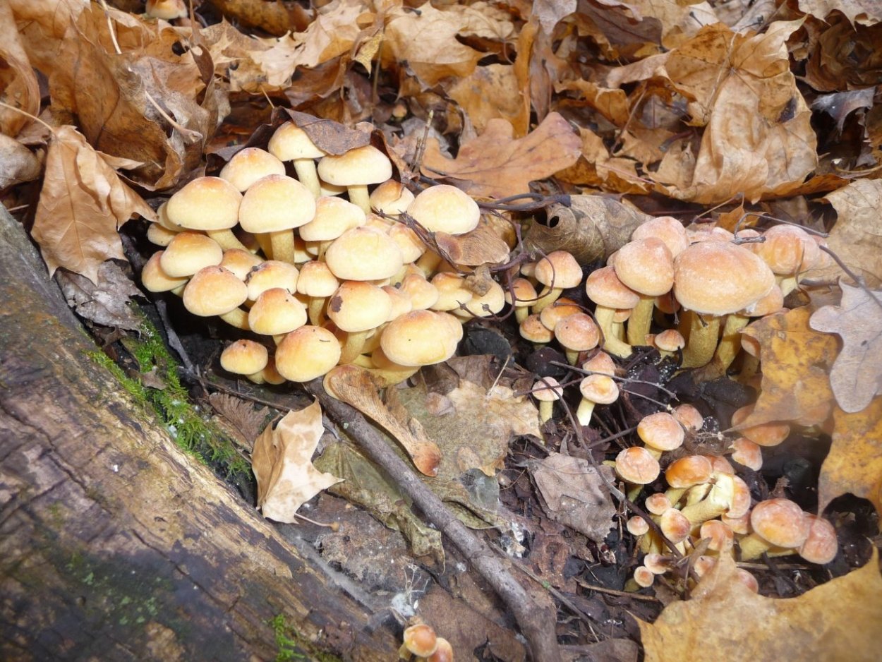 Липовики грибы