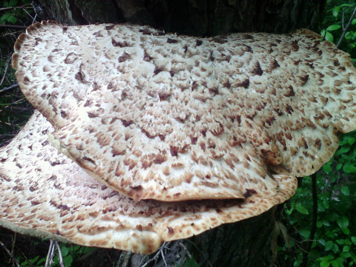 Грибы лисички в ведре