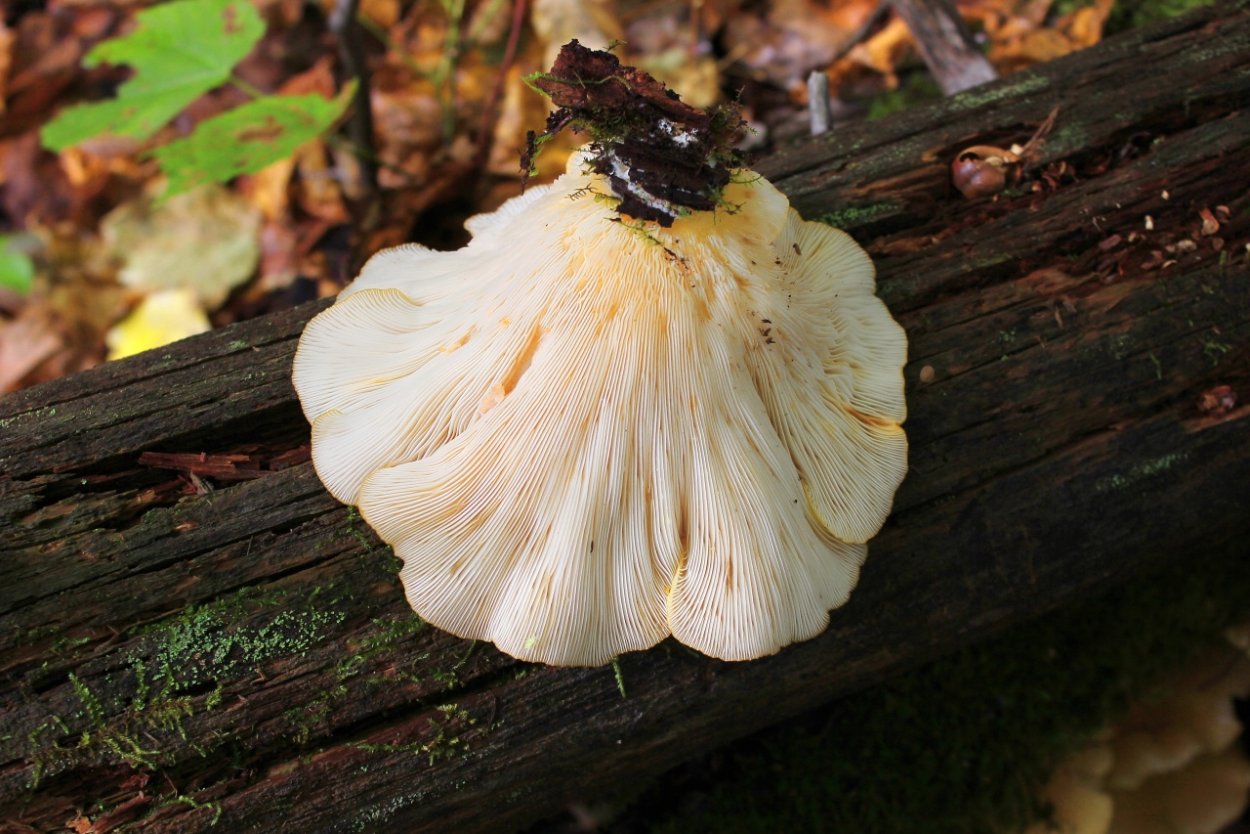 Грибы Приморского края