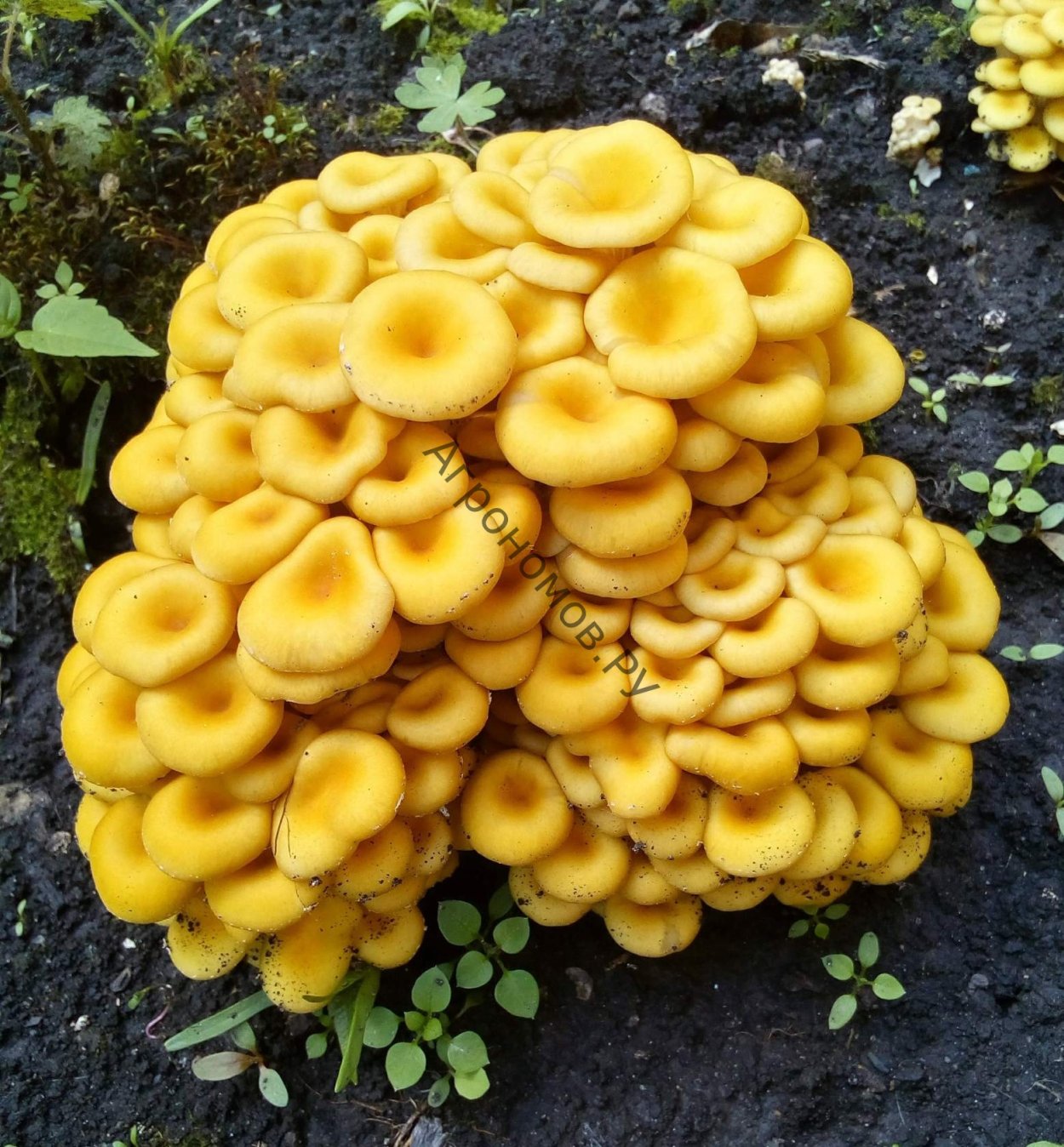 Опята Лесные пеньковые