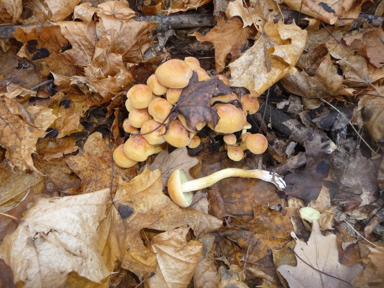 Королевский гриб Приморского края