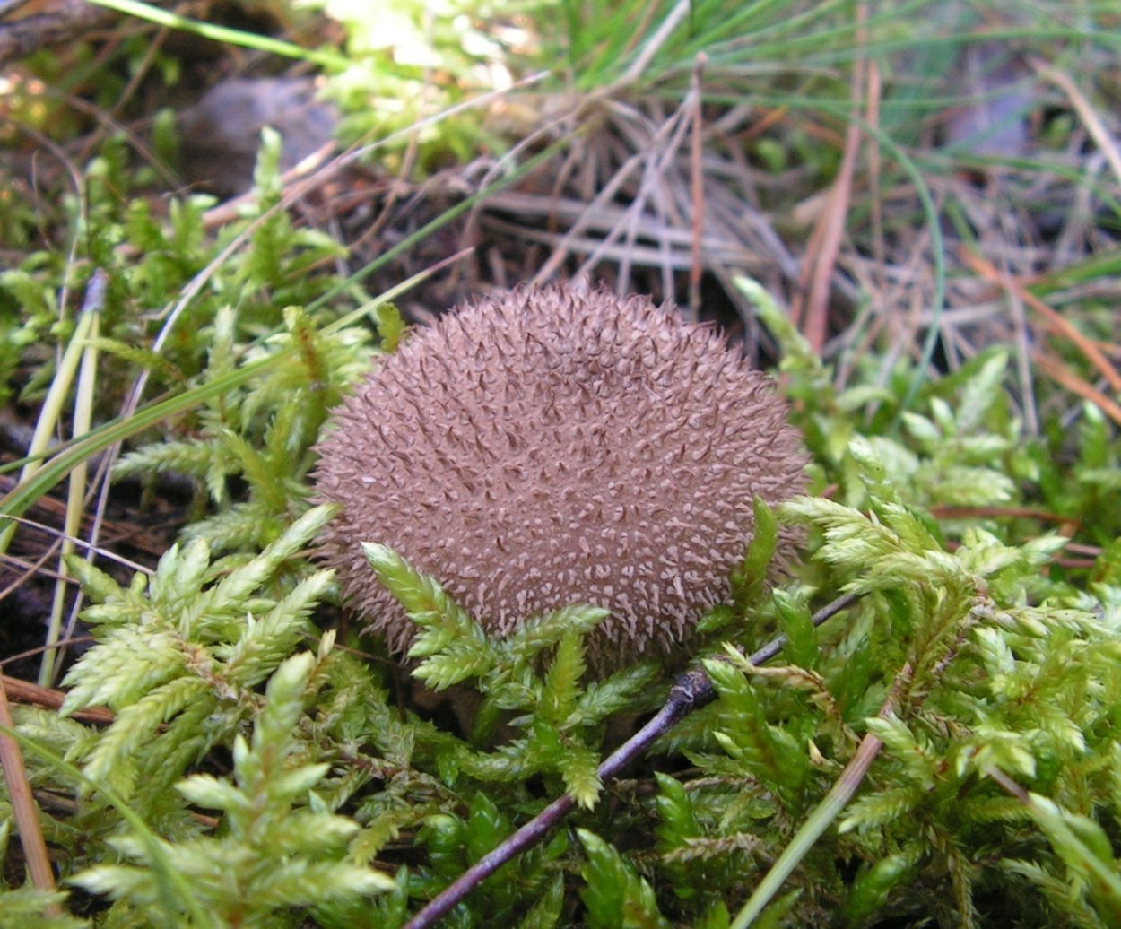 Дождевик ежевидно-колючий