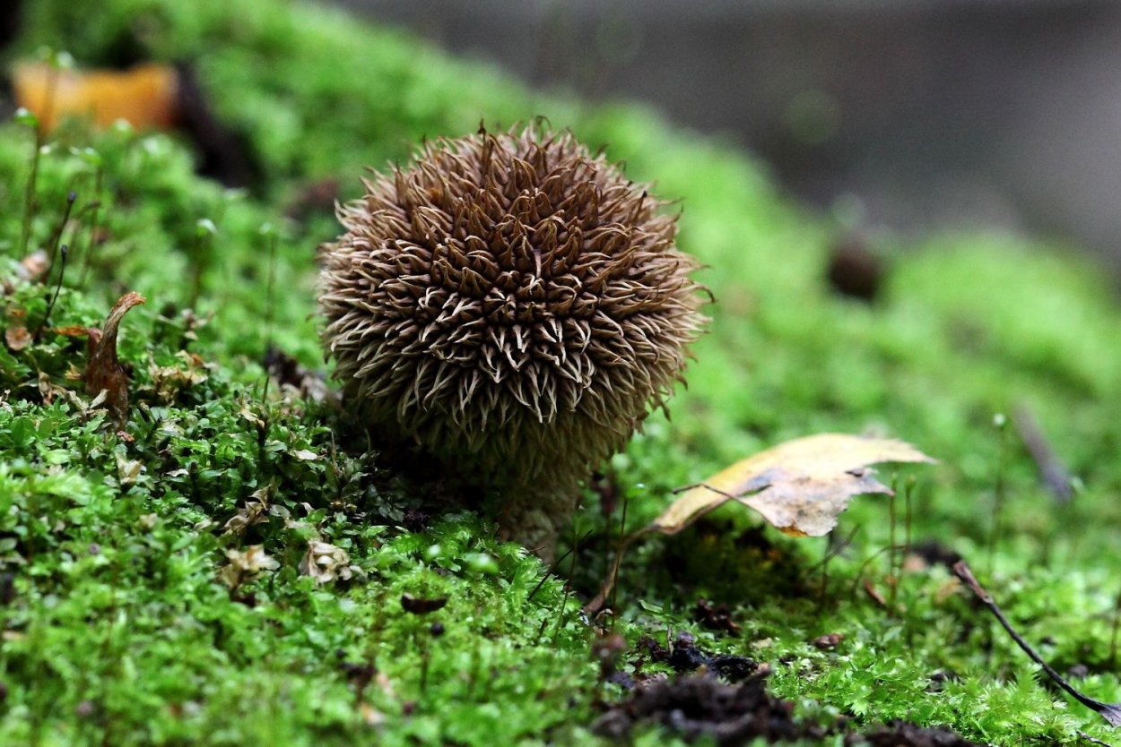 Дождевик ежевидно-колючий