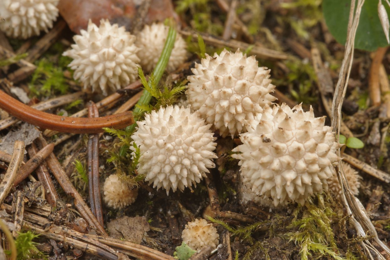 Дождевик ежевидный