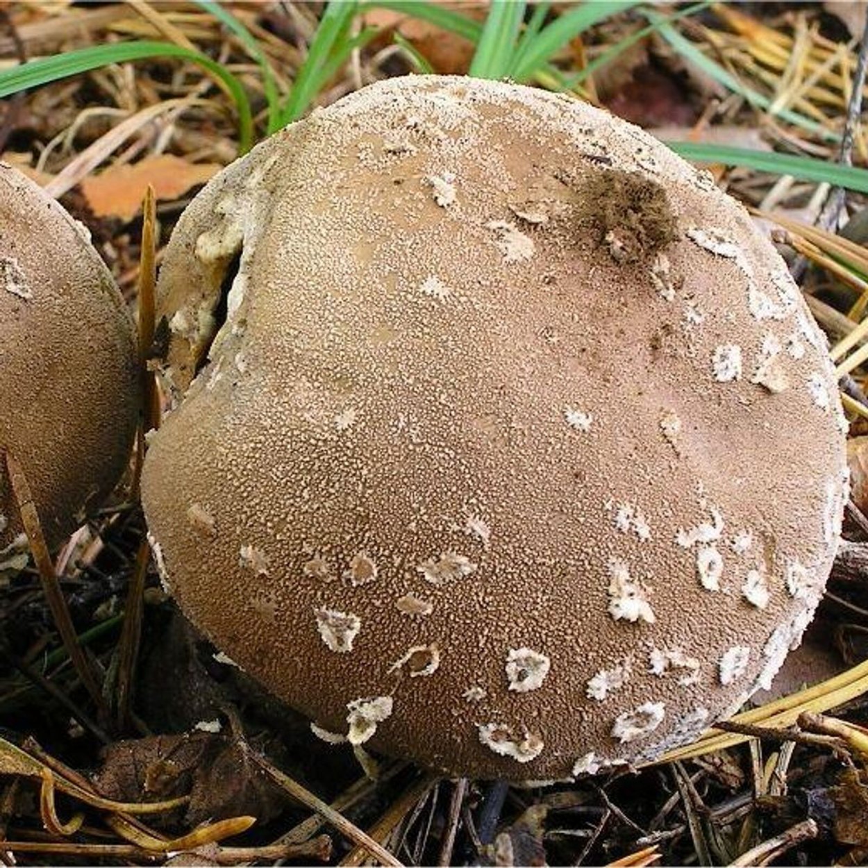 Дождевик клочковатый гриб