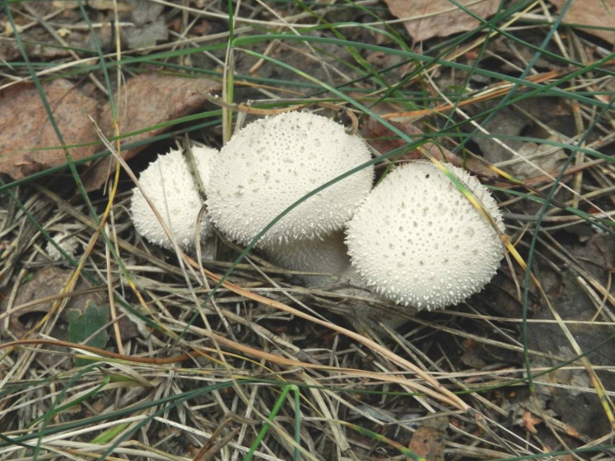 Дождевик шиповатый Lycoperdon perlatum
