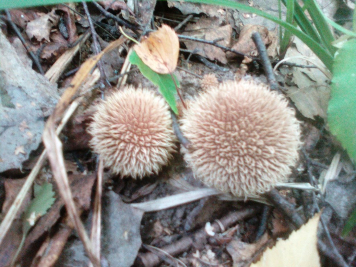 Lycoperdon echinatum