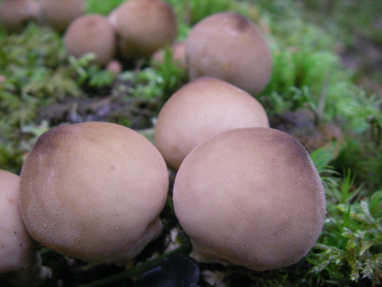 Грибы дождевик (Lycoperdon pyriforme)