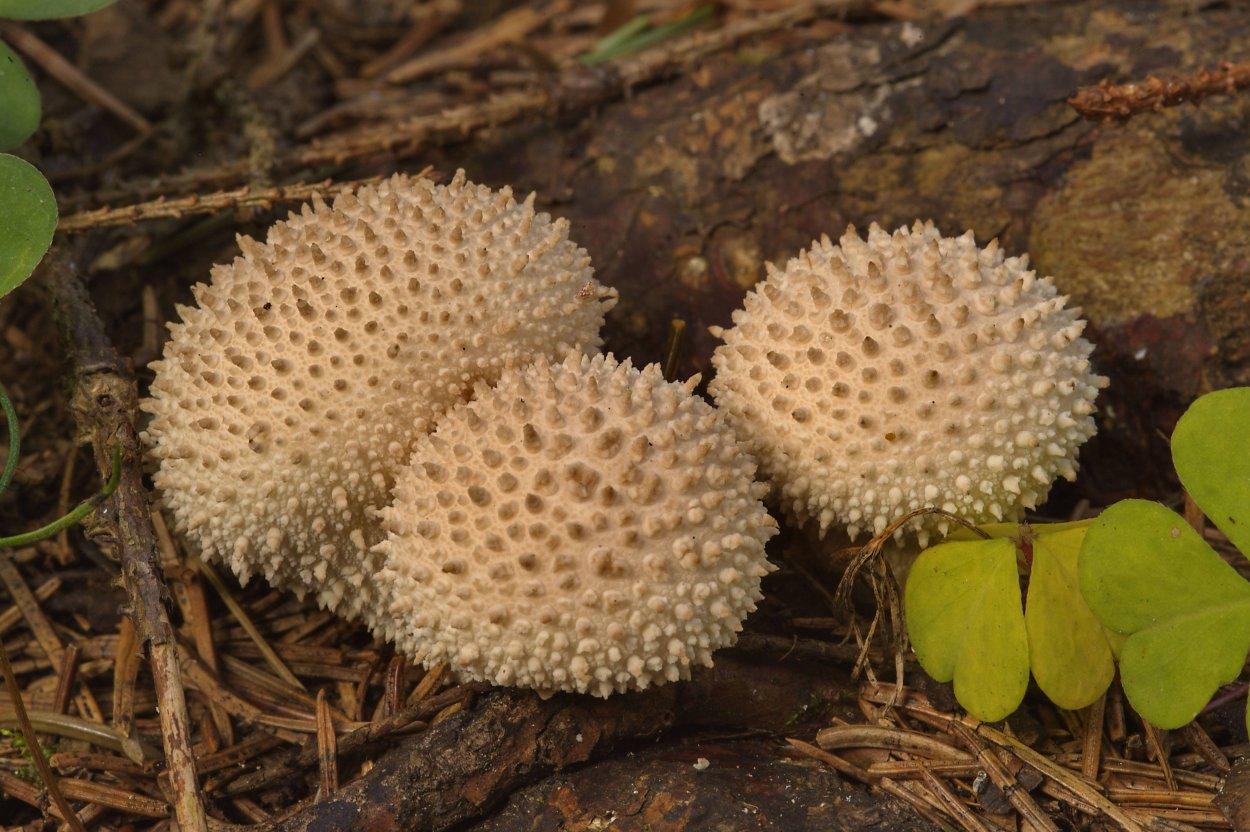 Дождевик шиповатый Lycoperdon perlatum