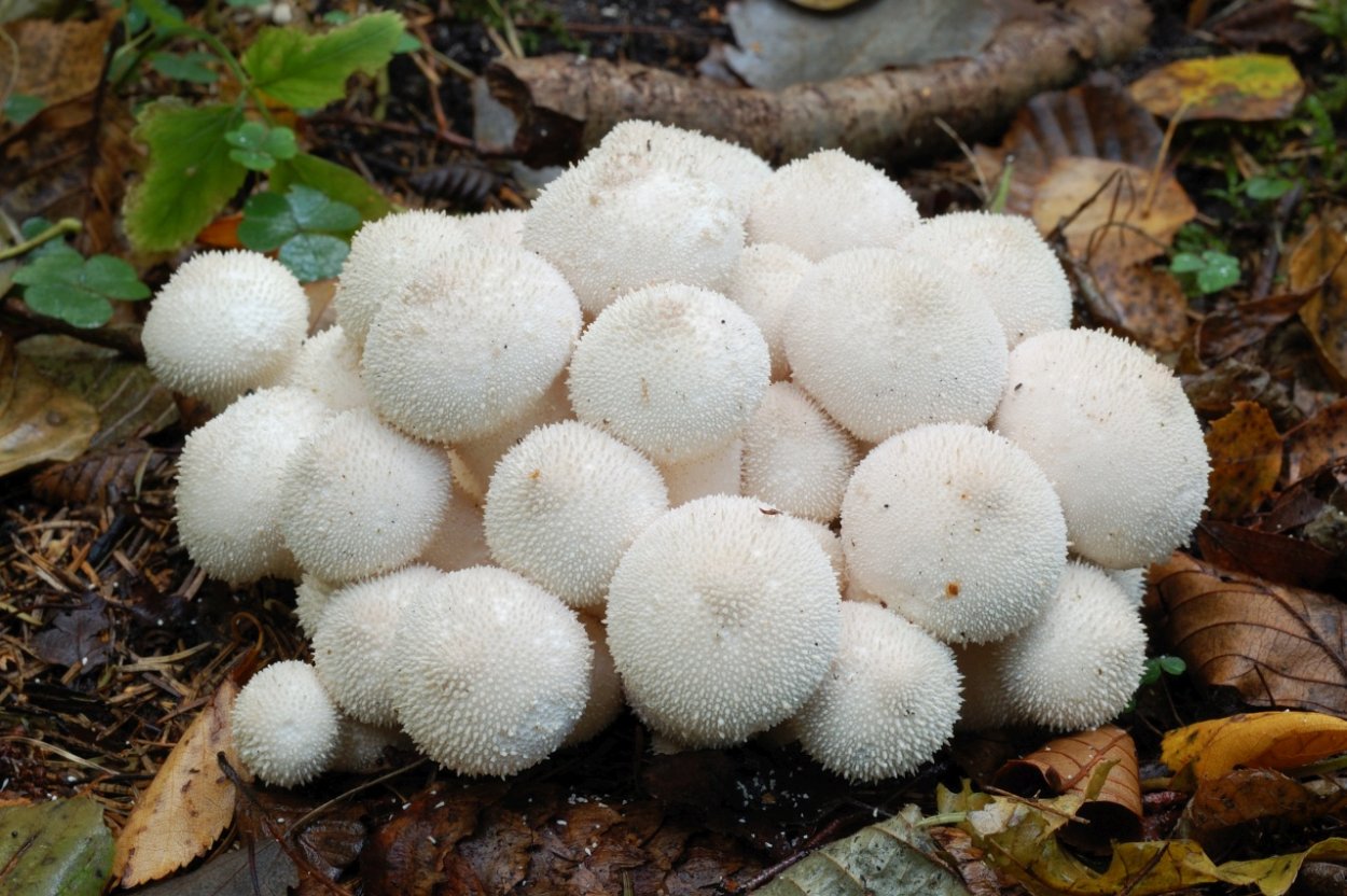 Гриб Lycoperdon perlatum