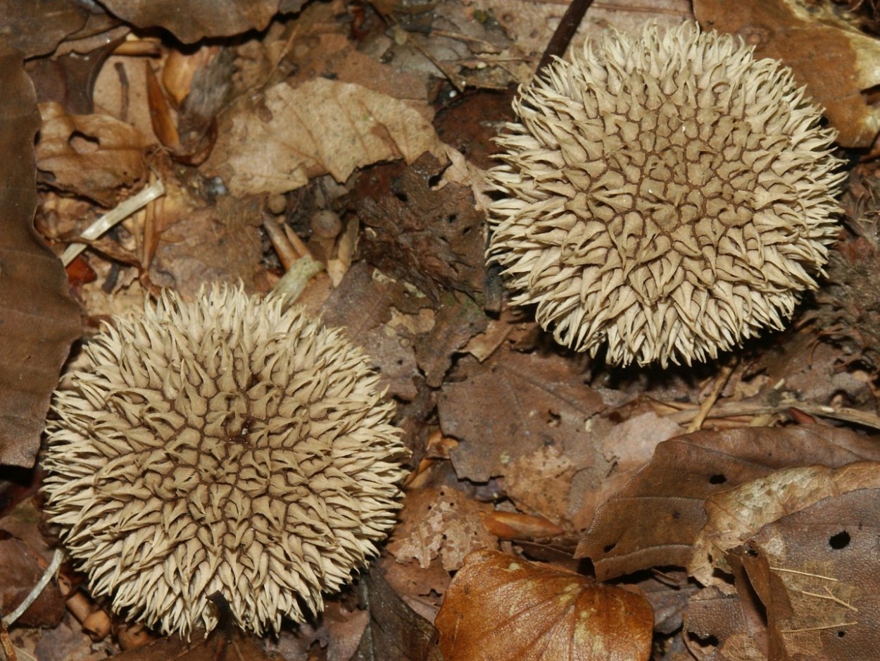 Lycoperdon echinatum