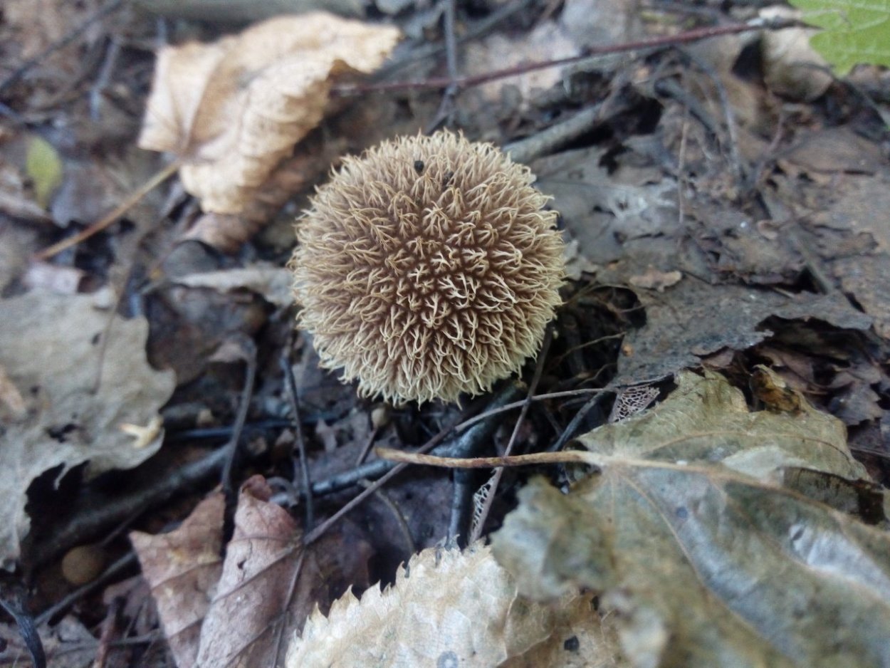 Дождевик ежевидно-колючий