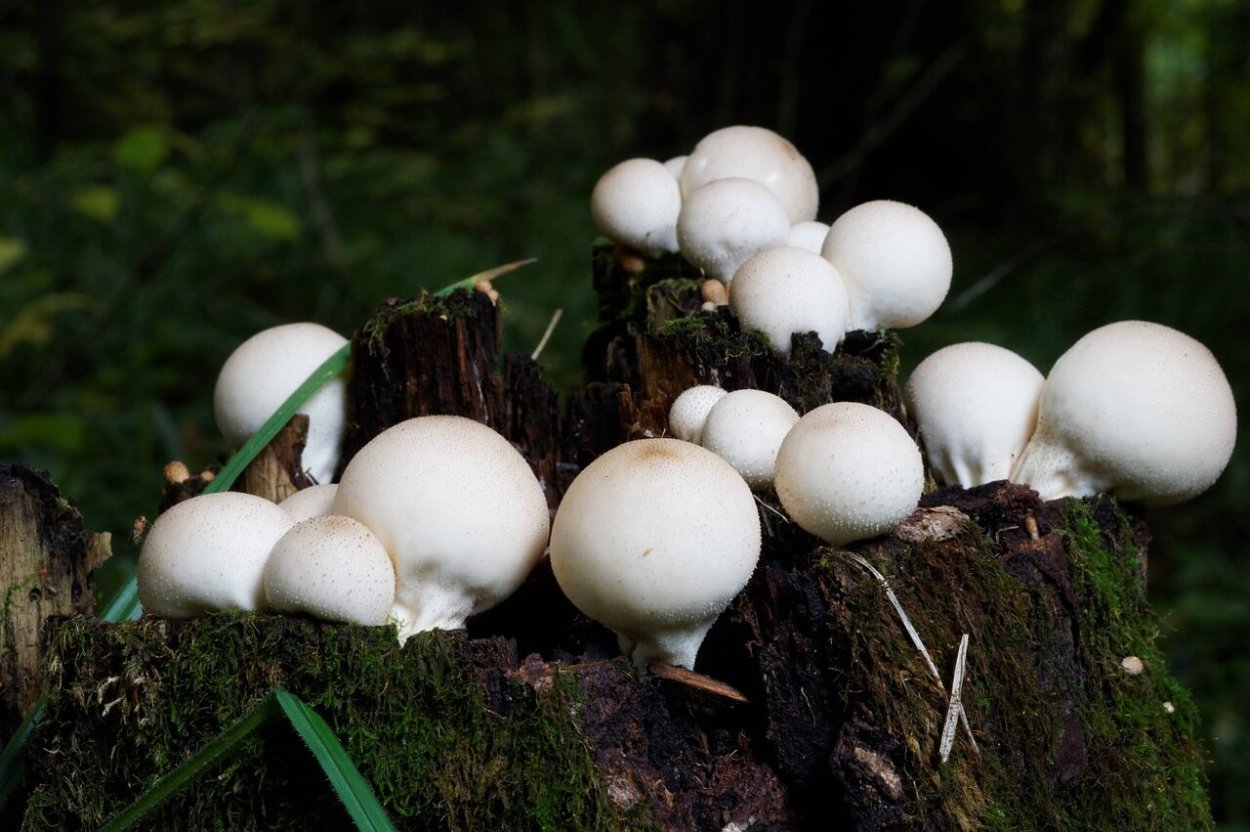 Дождевик грушевидный