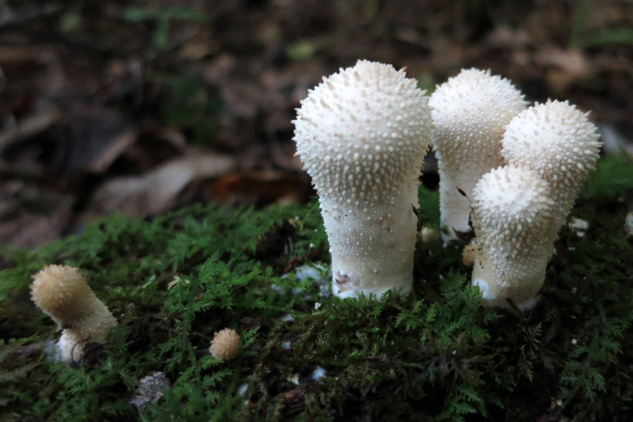 Дождевик шиповатый Lycoperdon perlatum