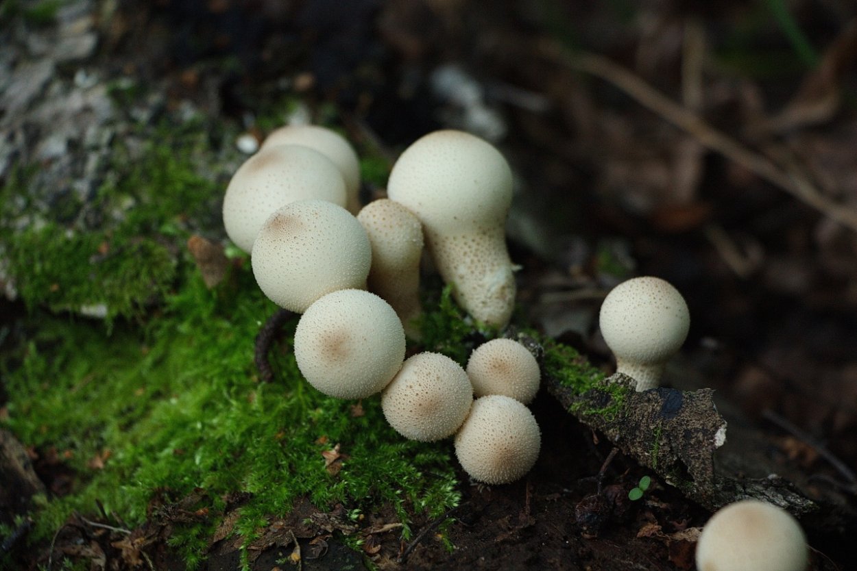 Дедушкин табак гриб