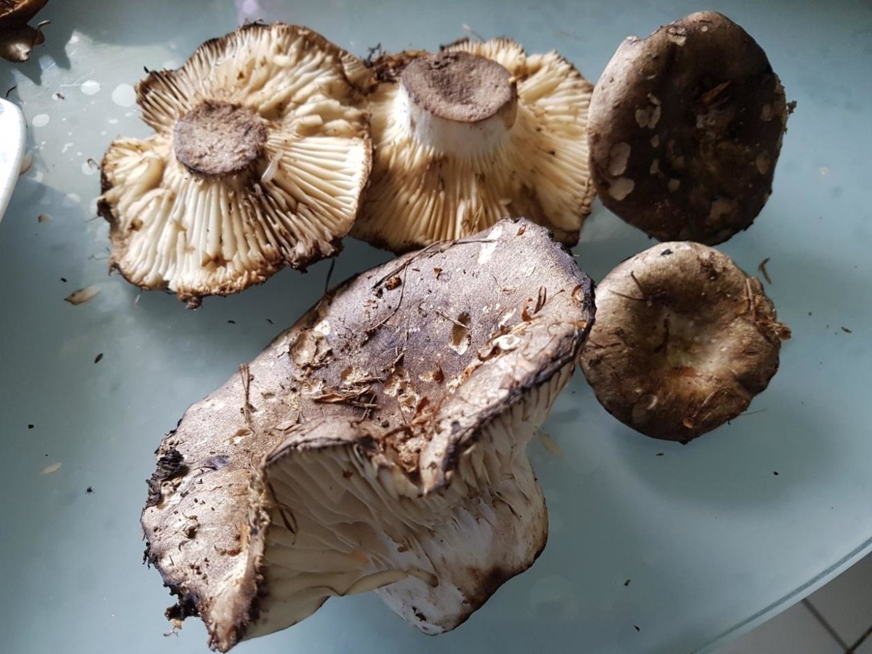 Груздь Дальневосточный