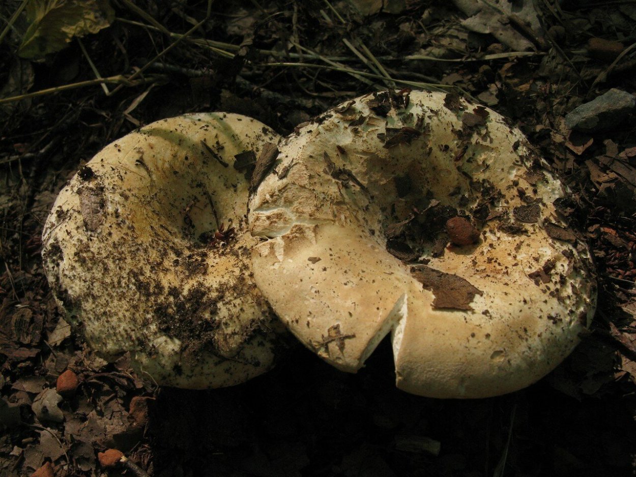Подгруздок чёрный Russula adusta.